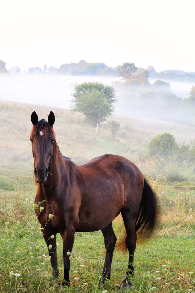 Horse, Fog