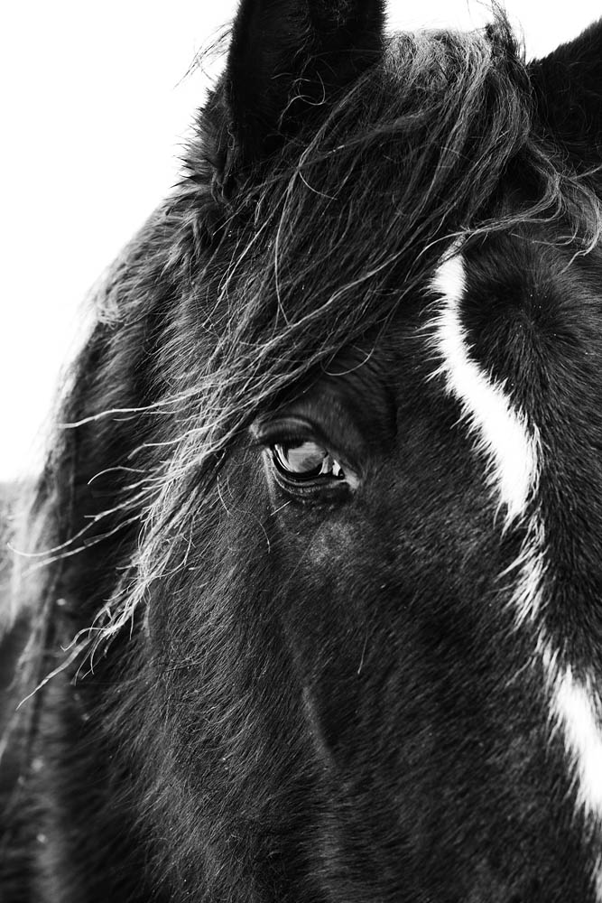 Horse, Horse Eye, Black Horse