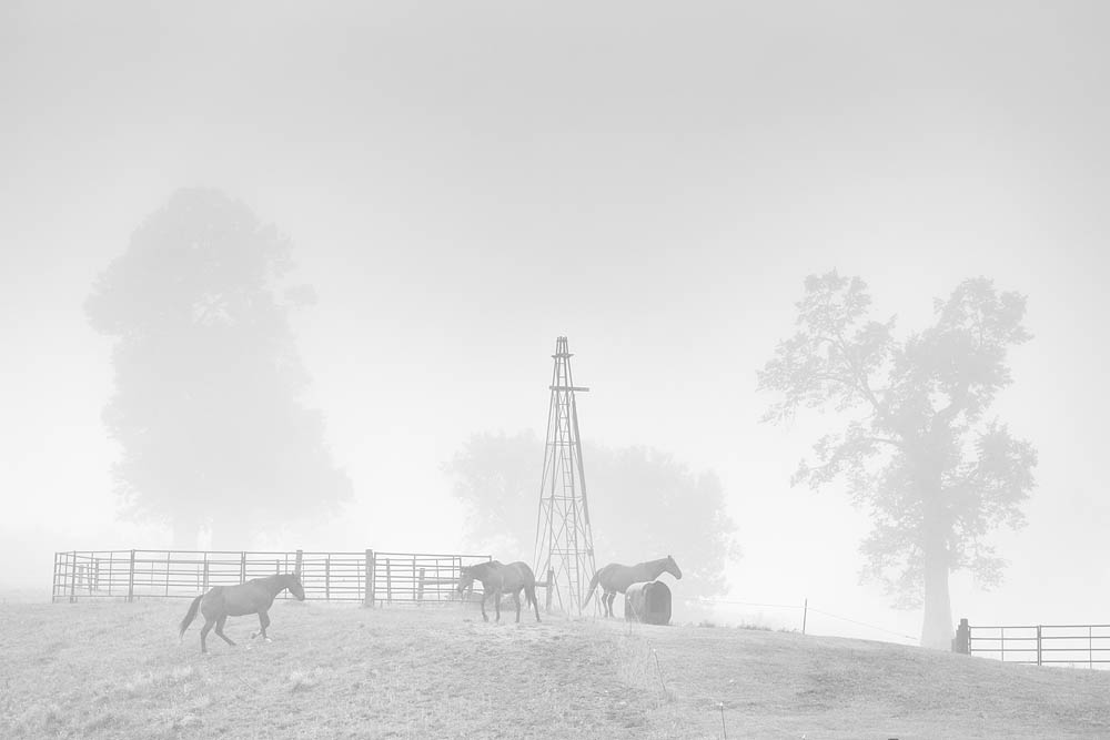 Horse, Horses, Fog, Fog and Horse