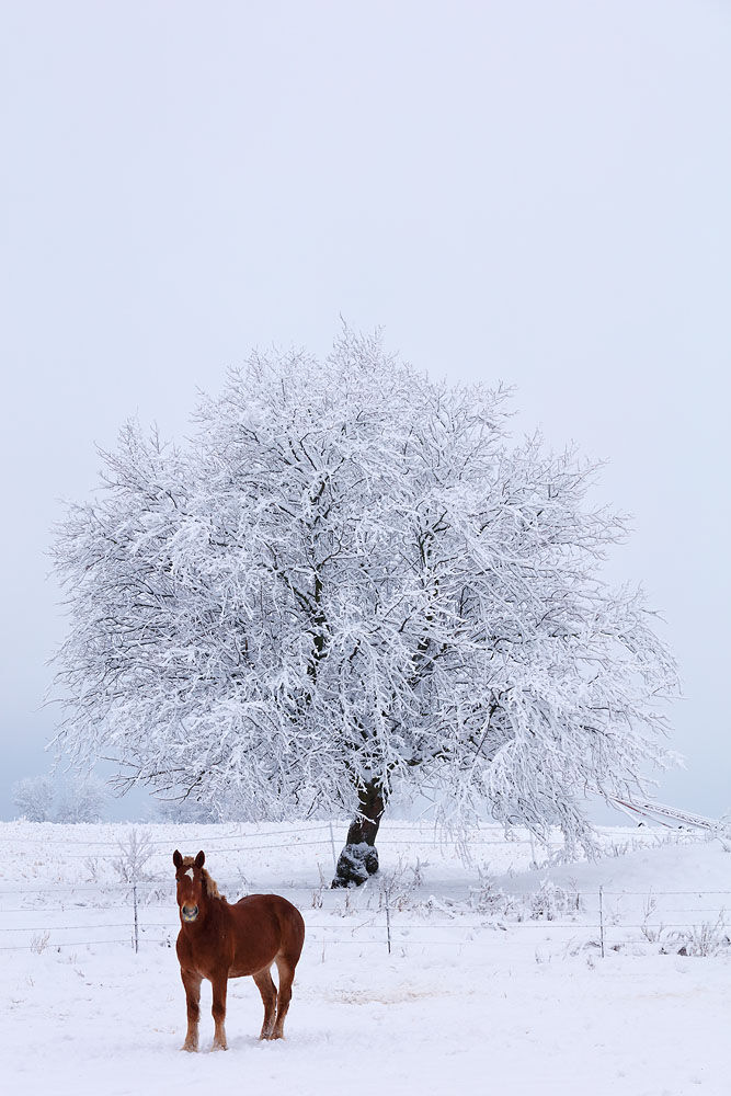 Horse, Winter, Snow, Farm Scene Horse