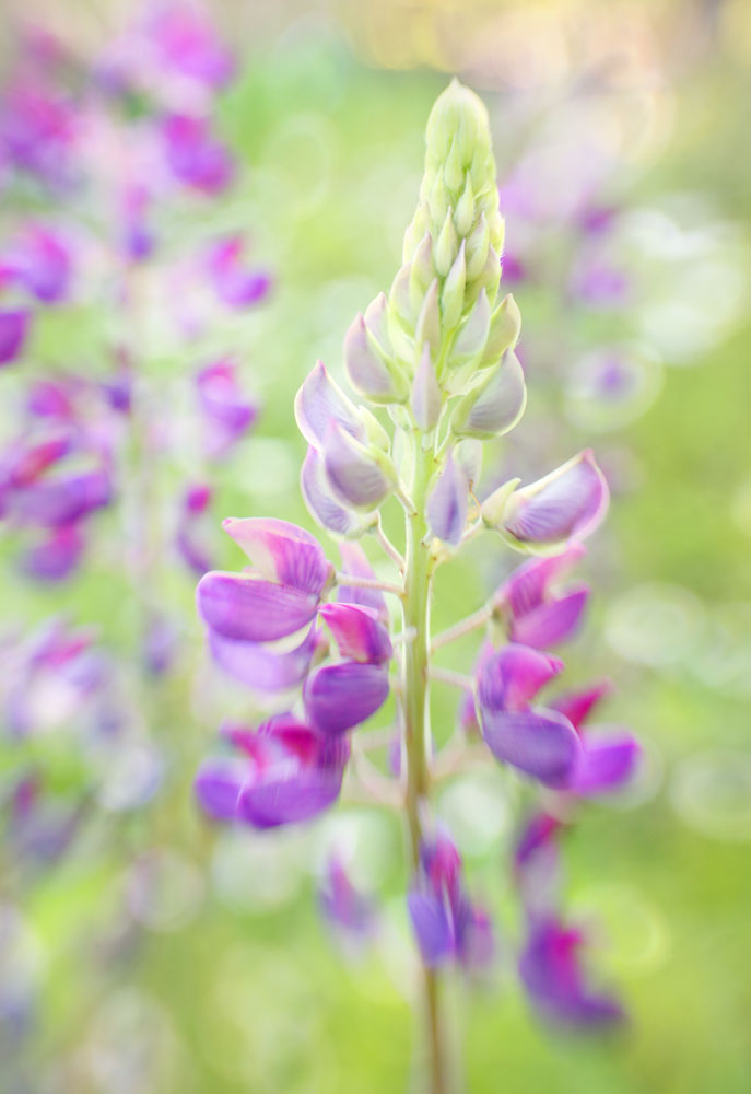 flower, lupine