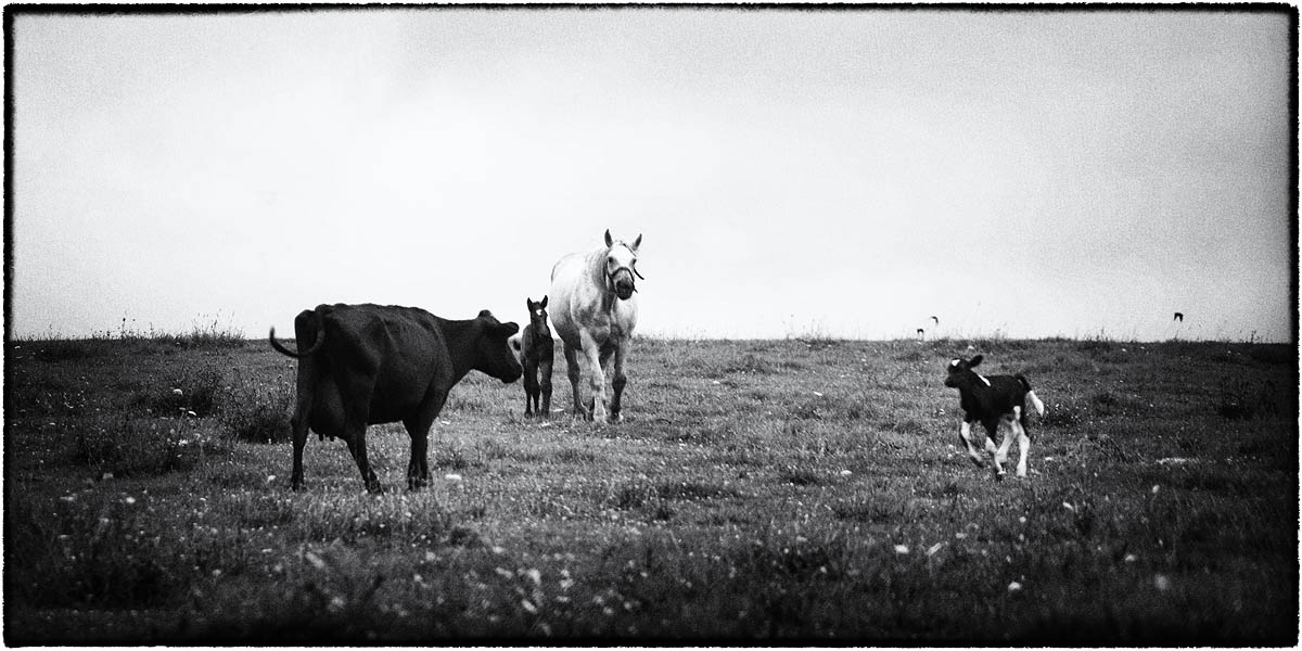 Cows, Horse, Cow