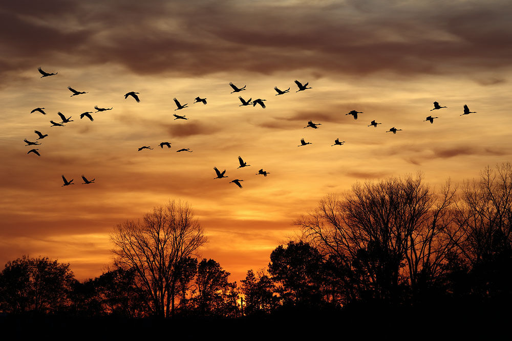 Cranes, Sandhill Cranes, sunset