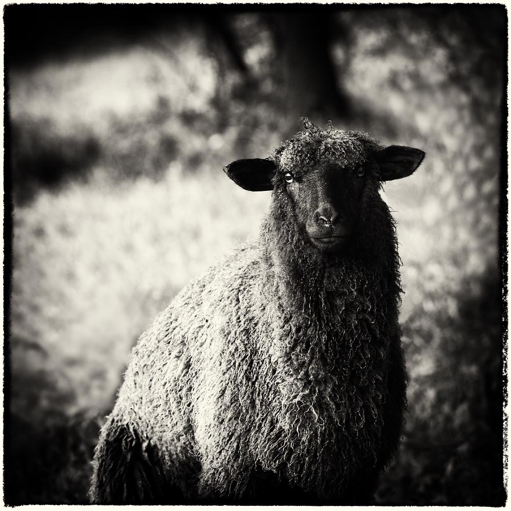 Shetland Sheep