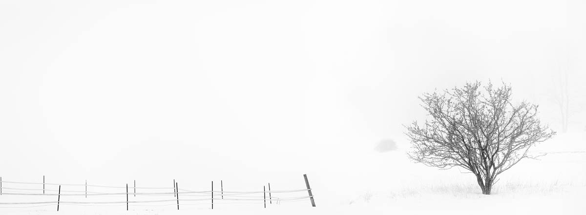 Winter, Snow, Tree in Winter, Fence and Tree