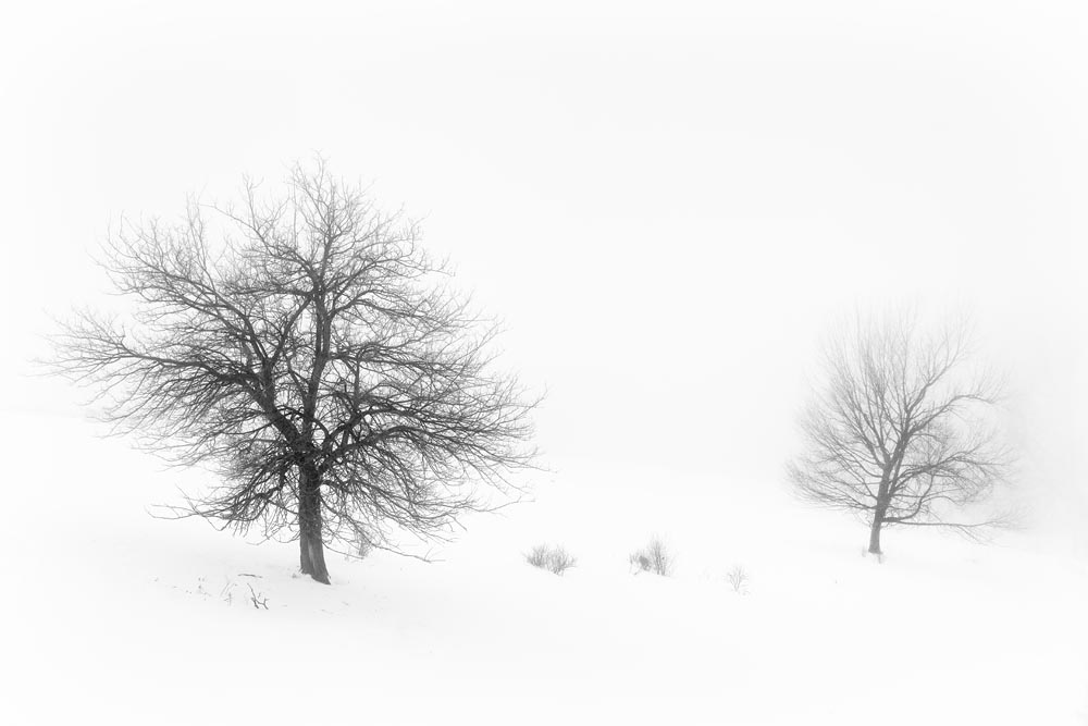 Winter, Trees, two trees in snow