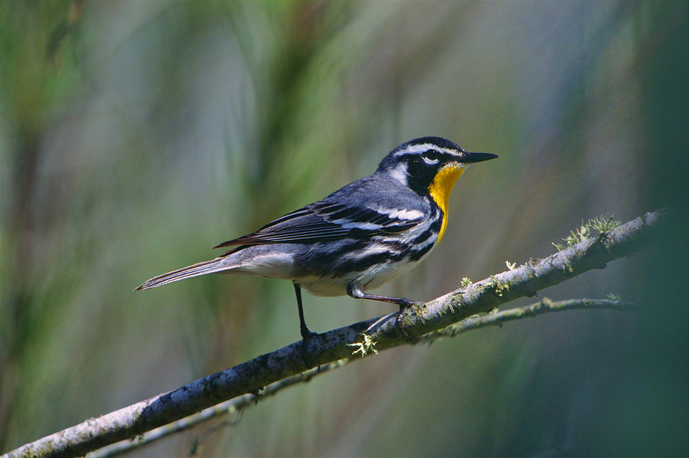 The yellow-throated warbler is primarily a southern and central US breeder nesting in deciduous forests. However, in some of...